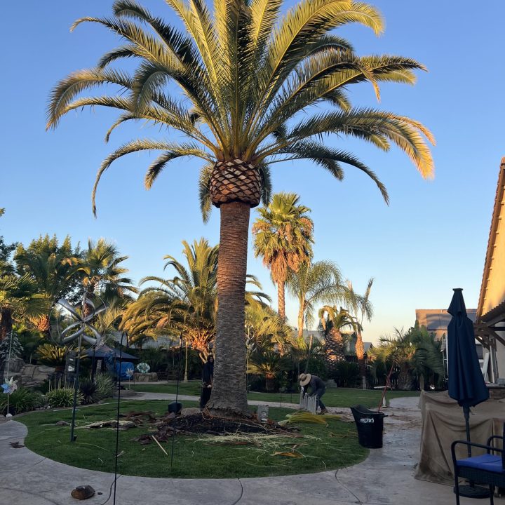 PalmTreeBackYard